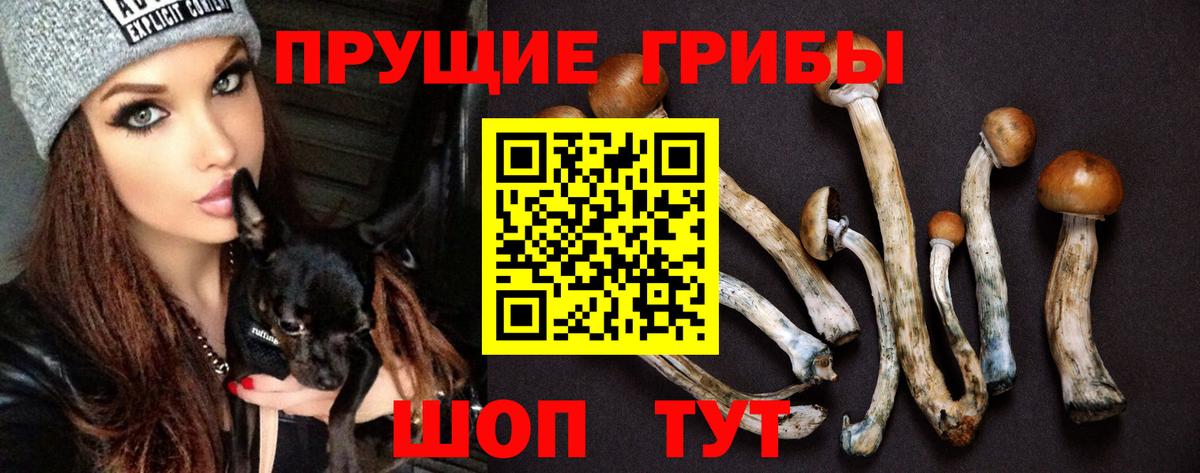Псилоцибиновые грибы Cubensis Барабинск